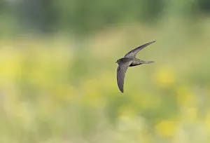 Common Swift Bird Drucke: Common Swift;Apus apus