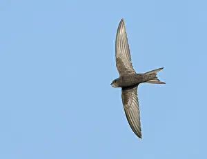 Common Swift In Flight Drucke: Common Swift;Apus apus