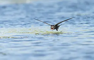 Common Swift Bird Drucke: Common Swift;Apus apus