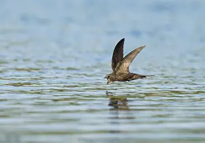 Common Swift Bird Drucke: Common Swift;Apus apus