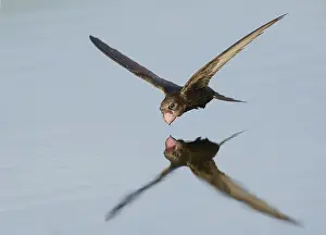 Bird In Flight Over Water Drucke: Common Swift;Apus apus