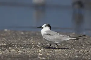 Laridae Family Birds Drucke: Common Tern