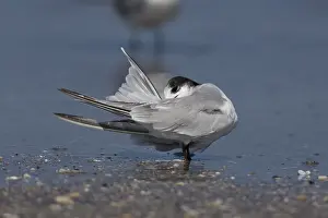 Sterna Hirundo Images Drucke: Common Tern