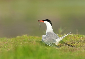 Bilder Datiert 10. August 2019: Gelbhakenschnäpper, Sterna hirundo