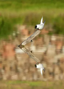 Sterna Hirundo Images Drucke: Common Tern, Sterna hirundo