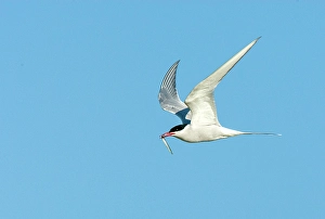 Bilder Datiert 13. August 2019: Gelbbauchsturmtaucher, Sterna hirundo