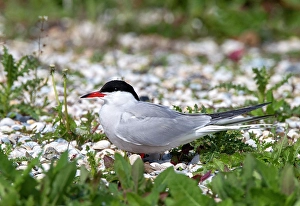 Texel Island Wildlife Drucke: Common Tern, Sterna hirundo