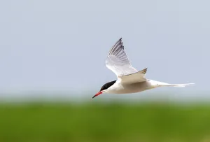 Texel Island Wildlife Drucke: Common Tern, Sterna hirundo