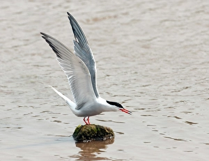 Nature Photography Greece Drucke: Common Tern, Sterna hirundo