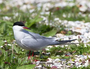 Wild Bird Species Drucke: Common Tern, Sterna hirundo