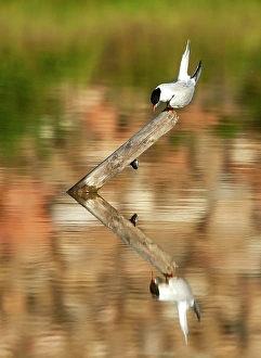 Bilder Datiert 13. August 2019: Gelbbauchsturmtaucher, Sterna hirundo