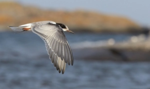 Bilder Datiert 8. August 2016: Gelbfuß-Tern, Sterna hirundo