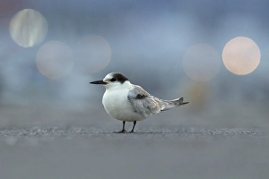Common Tern, Sterna hirundo