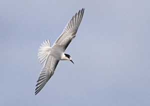 Blue Sky Wildlife Scene Drucke: Common Tern, Sterna hirundo