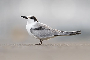 Natural Environment Bird Photos Drucke: Common Tern, Sterna hirundo