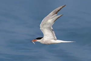 Bilder Datiert 8. Juni 2022: Gelbfuß-Tern; Sterna hirundo