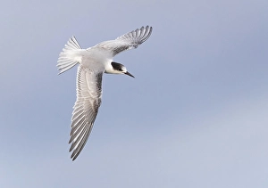 Common Tern In Flight Drucke: Common Tern, Sterna hirundo