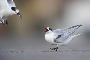 European Bird Behaviour Drucke: Common Tern, Sterna hirundo