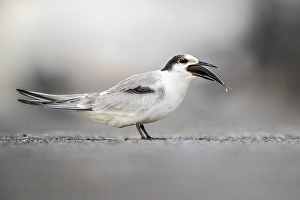 Common Tern, Sterna hirundo