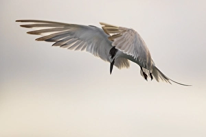 Azores Nature Photography Drucke: Common Tern, Sterna hirundo
