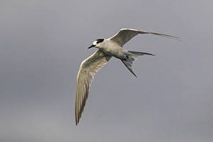 Bilder Datiert 9. Oktober 2018: Gelbfußseeschwalbe, Sterna hirundo