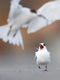 Common Tern, Sterna hirundo