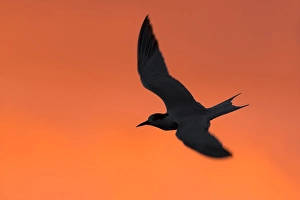 Seabird Wildlife Photography Drucke: Common Tern, Sterna hirundo