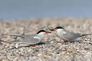 Sterna Hirundo Images Drucke: Common Tern, Sterna hirundo