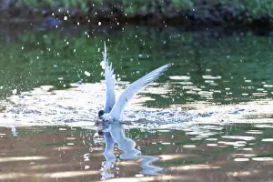 Bird Flying Over Water Drucke: Common Tern, Sterna hirundo