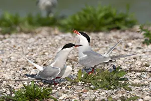 Texel Island Nature Reserve Drucke: Common Tern, Sterna hirundo