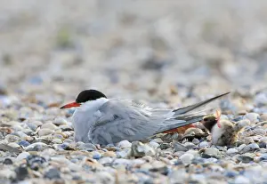 Common Tern, Sterna hirundo