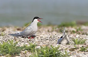 Common Tern, Sterna hirundo