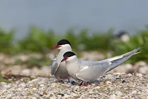 Bilder Datiert 1. Mai 2009: Gelbfußseeschwalbe, Sterna hirundo