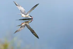 Wildlife In Greece Drucke: Common Tern, Sterna hirundo