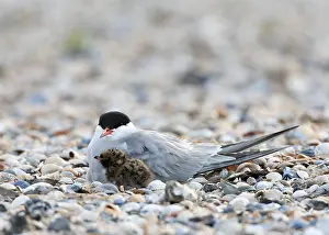 Sterna Hirundo Images Drucke: Common Tern, Sterna hirundo