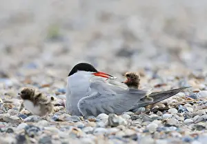 North Sea Nature Reserve Drucke: Common Tern, Sterna hirundo