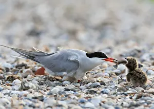 North Sea Nature Reserve Drucke: Common Tern, Sterna hirundo