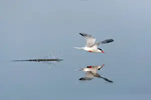 Bird Flight Photos Drucke: Common Tern, Sterna hirundo