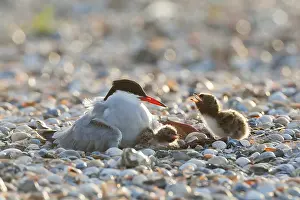 North Sea Nature Reserve Drucke: Common Tern, Sterna hirundo