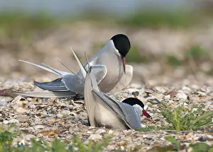 Bilder Datiert 1. Mai 2009: Gelbhalssturmtaucher, Sterna hirundo