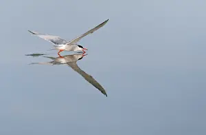 Wildlife In Greece Drucke: Common Tern, Sterna hirundo