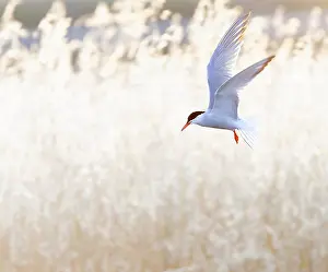 Sterna Hirundo Images Drucke: Common Tern, Sterna hirundo