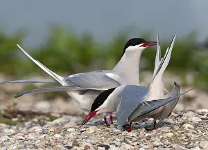 North Sea Coastal Birds Drucke: Common Tern, Sterna hirundo