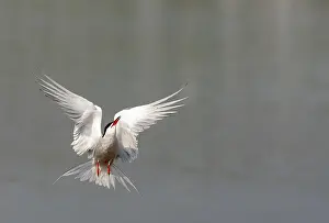 North Sea Coastal Birds Drucke: Common Tern, Sterna hirundo