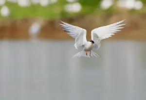 North Sea Nature Reserve Drucke: Common Tern, Sterna hirundo