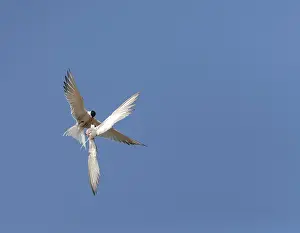 European Coastal Birds Drucke: Common Tern, Sterna hirundo