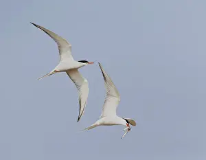 Blue Sky Bird Flight Drucke: Common Tern, Sterna hirundo