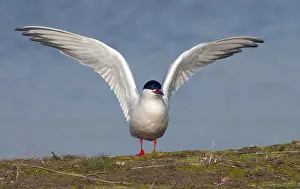 Bilder Datiert 23. April 2005: Gelbhals-Seeschwalbe, Sterna hirundo