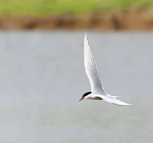 Bilder Datiert 1. Mai 2009: Gelbbauchsturmtaucher, Sterna hirundo
