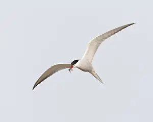 North Sea Nature Reserve Drucke: Common Tern, Sterna hirundo